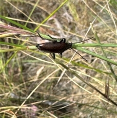 Homotrysis sp. (genus) at Aranda, ACT - 14 Nov 2024