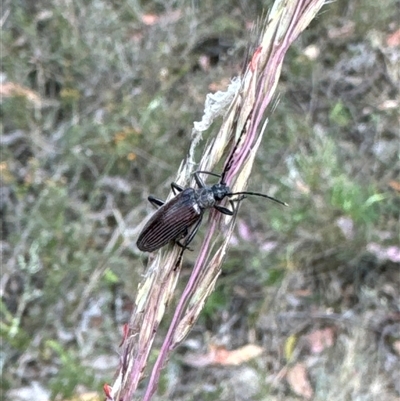 Homotrysis cisteloides (Darkling beetle) at Aranda, ACT - 14 Nov 2024 by Jubeyjubes