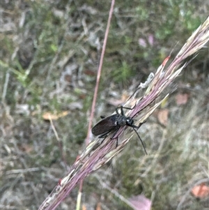 Homotrysis cisteloides at Aranda, ACT - 14 Nov 2024 01:47 PM