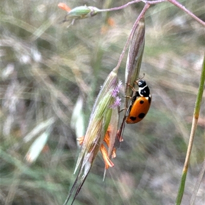 Hippodamia variegata (Spotted Amber Ladybird) at Aranda, ACT - 14 Nov 2024 by Jubeyjubes