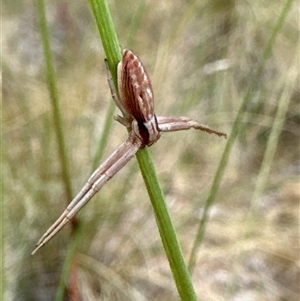 Thomisidae (family) at Aranda, ACT - 14 Nov 2024 01:40 PM