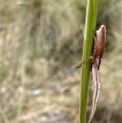 Thomisidae (family) at Aranda, ACT - 14 Nov 2024 01:40 PM