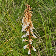 Gastrodia procera (Tall Potato Orchid) at Kingston, ACT - 14 Nov 2024 by MatthewFrawley