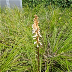 Gastrodia procera at Kingston, ACT - suppressed