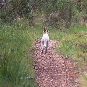 Canis lupus at Cotter River, ACT - 13 Nov 2024 01:11 PM