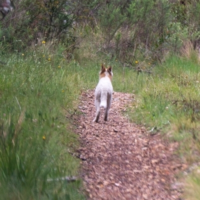 Canis lupus (Dingo / Wild Dog) at Cotter River, ACT - 13 Nov 2024 by Jek