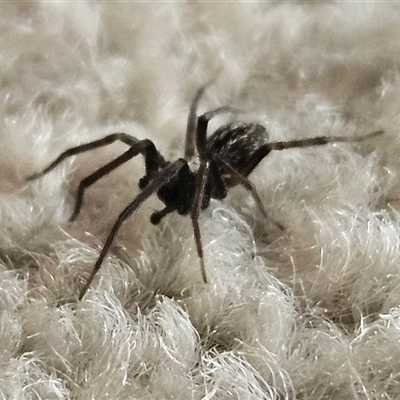 Badumna insignis (Black House Spider) at Hawker, ACT - 14 Nov 2024 by sangio7