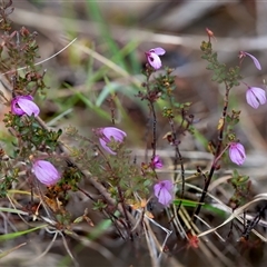 Tetratheca bauerifolia (Heath Pink-bells) at Cotter River, ACT - 13 Nov 2024 by Jek