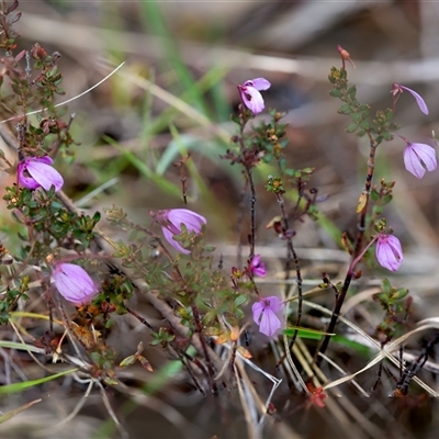 Tetratheca bauerifolia (Heath Pink-bells) at Cotter River, ACT - 13 Nov 2024 by Jek