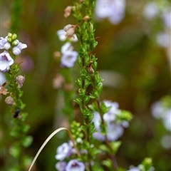 Euphrasia collina subsp. paludosa at Cotter River, ACT - 13 Nov 2024 by Jek