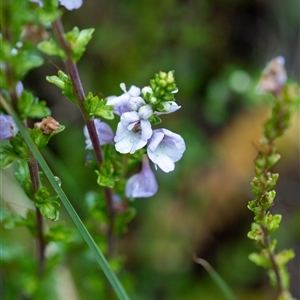 Euphrasia collina subsp. paludosa at Cotter River, ACT - 13 Nov 2024 12:51 PM