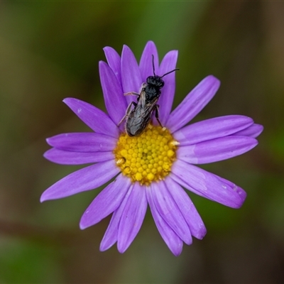 Lasioglossum (Chilalictus) lanarium (Halictid bee) at Cotter River, ACT - 13 Nov 2024 by Jek