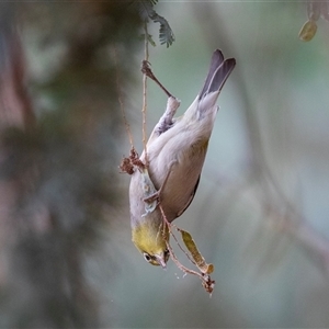 Zosterops lateralis at McKellar, ACT - 11 Nov 2024