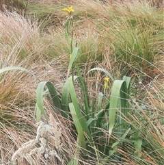 Iris pseudacorus (Yellow Flag) at Gowrie, ACT - 13 Nov 2024 by MB