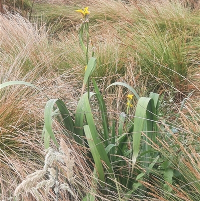 Iris pseudacorus (Yellow Flag) at Gowrie, ACT - 13 Nov 2024 by MB