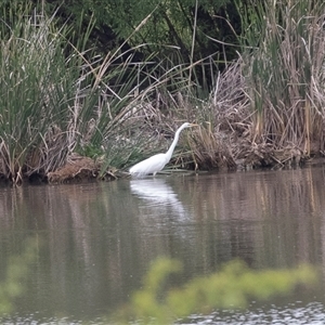 Ardea alba at Lawson, ACT - 11 Nov 2024