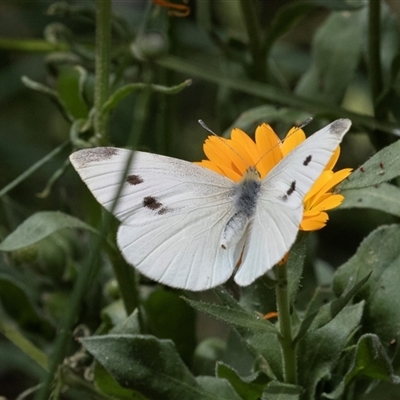 Pieris rapae (Cabbage White) at Lawson, ACT - 11 Nov 2024 by AlisonMilton