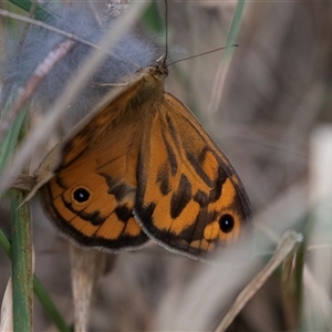 Heteronympha merope at McKellar, ACT - 11 Nov 2024 01:19 PM