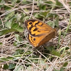 Heteronympha merope at McKellar, ACT - 11 Nov 2024 01:19 PM