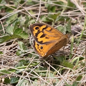 Heteronympha merope at McKellar, ACT - 11 Nov 2024 01:19 PM