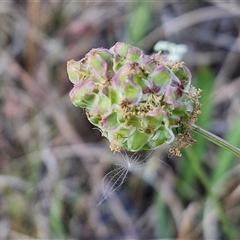 Sanguisorba minor (Salad Burnet, Sheep's Burnet) at Yarra, NSW - 14 Nov 2024 by trevorpreston