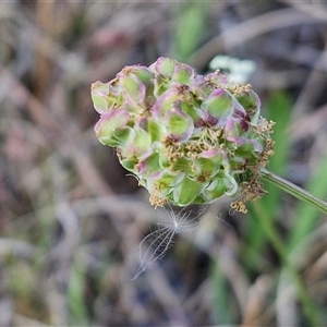 Sanguisorba minor at Yarra, NSW - 14 Nov 2024 04:36 PM