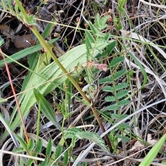 Sanguisorba minor at Yarra, NSW - 14 Nov 2024 04:36 PM