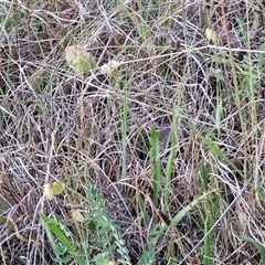 Sanguisorba minor at Yarra, NSW - 14 Nov 2024 04:36 PM