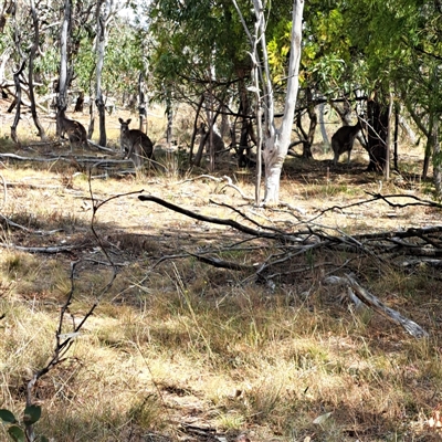 Macropus giganteus (Eastern Grey Kangaroo) at Watson, ACT - 14 Nov 2024 by abread111