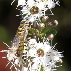 Elidothynnus mellius (Large Yellow Flower Wasp) at West Wodonga, VIC - 10 Nov 2024 by KylieWaldon