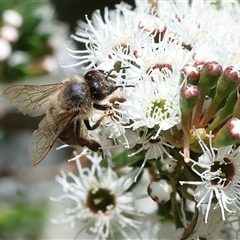 Apis mellifera (European honey bee) at West Wodonga, VIC - 10 Nov 2024 by KylieWaldon