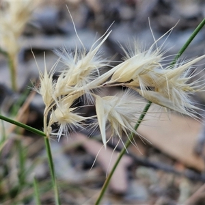 Rytidosperma sp. at Yarra, NSW - 14 Nov 2024