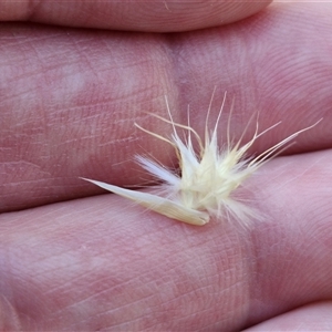 Rytidosperma sp. at Yarra, NSW - 14 Nov 2024