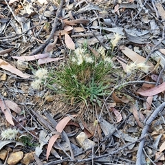 Rytidosperma sp. at Yarra, NSW - 14 Nov 2024