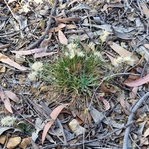 Rytidosperma sp. at Yarra, NSW - 14 Nov 2024