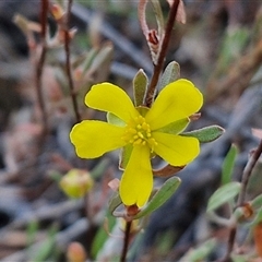 Hibbertia obtusifolia (Grey Guinea-flower) at Yarra, NSW - 14 Nov 2024 by trevorpreston