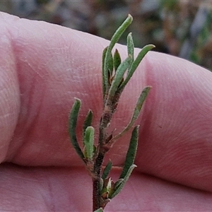 Hibbertia obtusifolia at Yarra, NSW - 14 Nov 2024 04:31 PM