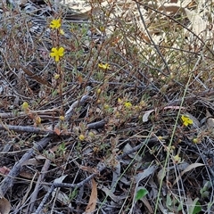 Hibbertia obtusifolia at Yarra, NSW - 14 Nov 2024