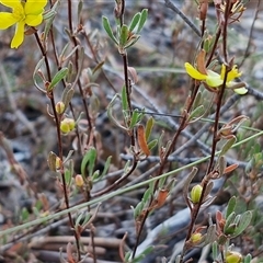 Hibbertia obtusifolia at Yarra, NSW - 14 Nov 2024