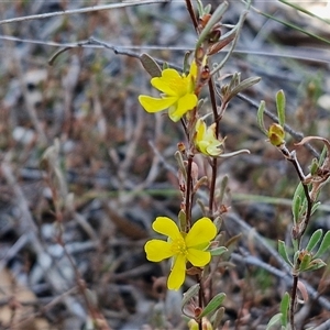 Hibbertia obtusifolia at Yarra, NSW - 14 Nov 2024