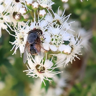 Calliphora augur (Lesser brown or Blue-bodied blowfly) at West Wodonga, VIC - 9 Nov 2024 by KylieWaldon