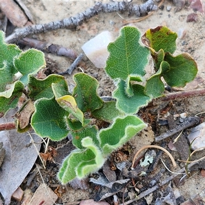 Kennedia prostrata (Running Postman) at Yarra, NSW - 14 Nov 2024 by trevorpreston