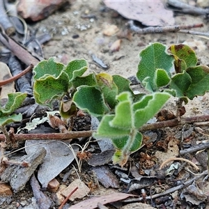 Kennedia prostrata at Yarra, NSW - 14 Nov 2024