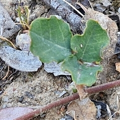 Kennedia prostrata at Yarra, NSW - 14 Nov 2024