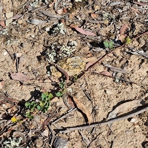 Kennedia prostrata at Yarra, NSW - 14 Nov 2024