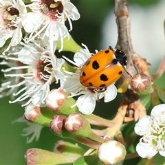 Hippodamia variegata (Spotted Amber Ladybird) at West Wodonga, VIC - 10 Nov 2024 by KylieWaldon