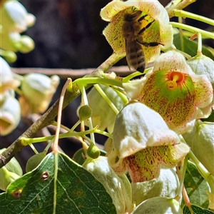 Apis mellifera at Watson, ACT - 14 Nov 2024