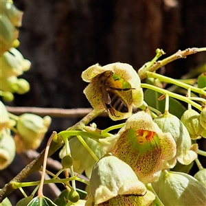 Apis mellifera at Watson, ACT - 14 Nov 2024