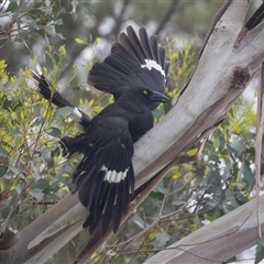 Strepera graculina (Pied Currawong) at Lawson, ACT - 10 Nov 2024 by AlisonMilton