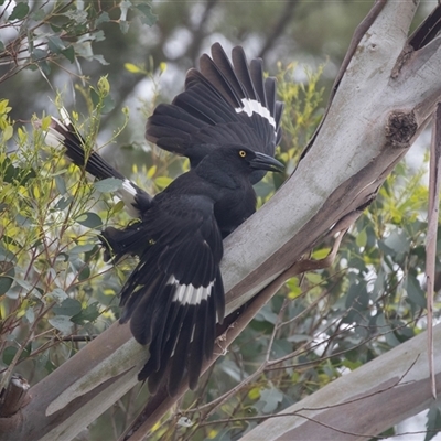 Strepera graculina (Pied Currawong) at Lawson, ACT - 10 Nov 2024 by AlisonMilton